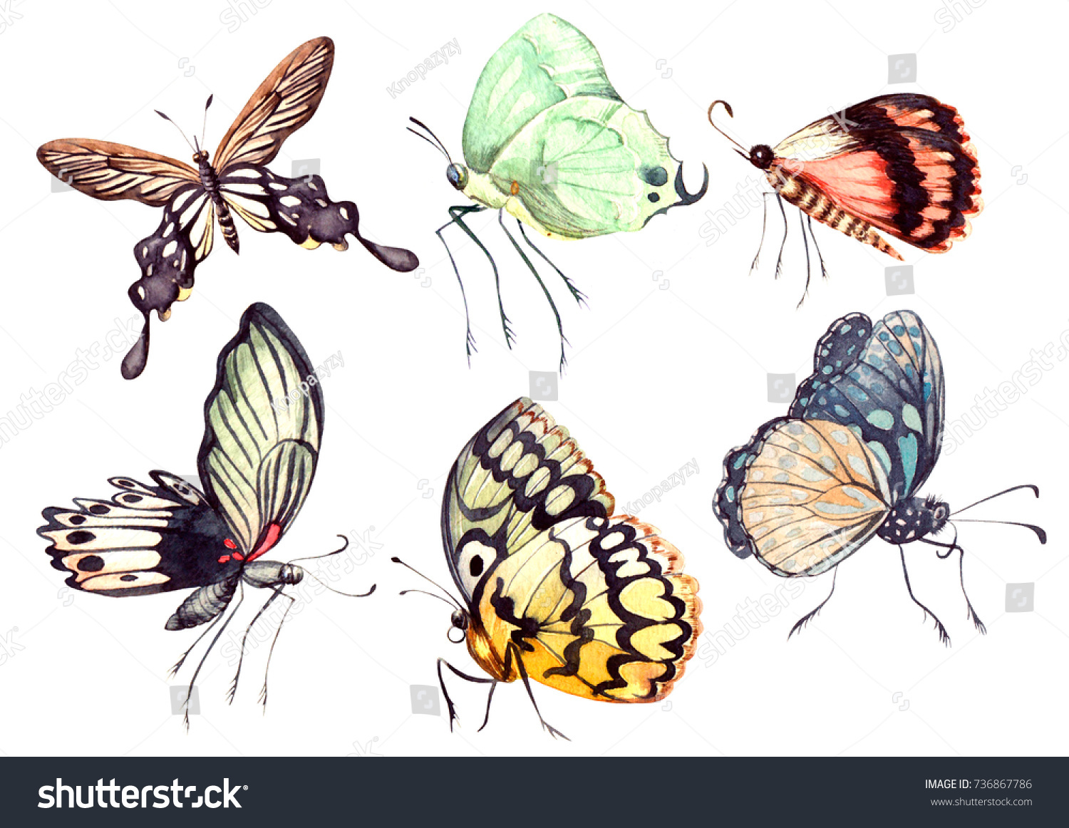 Watercolor Set Butterflies Illustrations Stock Illustration 736867786 ...