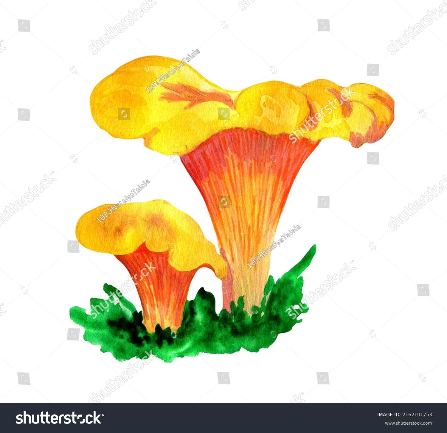 Watercolor Yellow Orange Chanterelles Botanical Illustration Stock ...