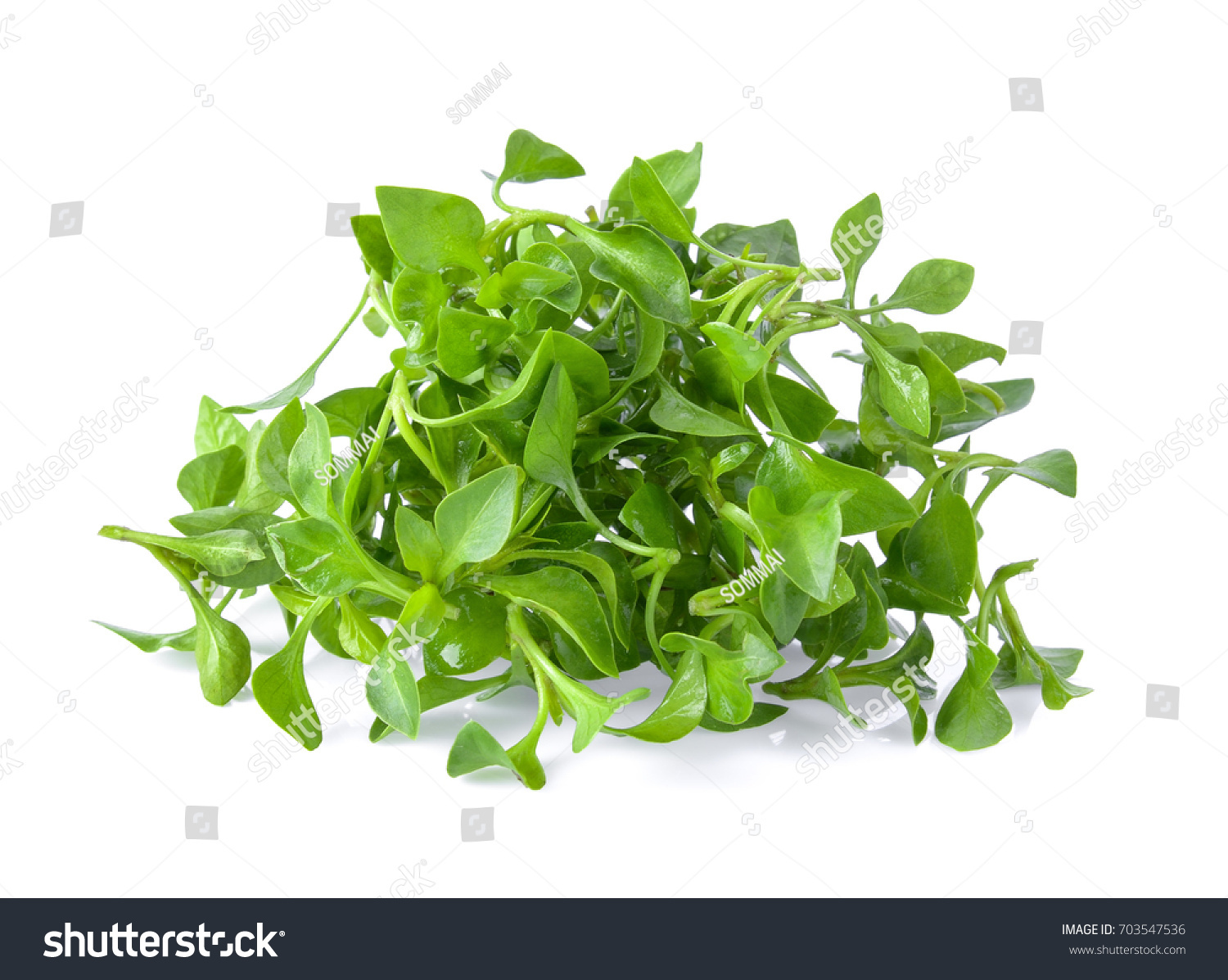 13,130 Watercress Leaf Images, Stock Photos & Vectors | Shutterstock