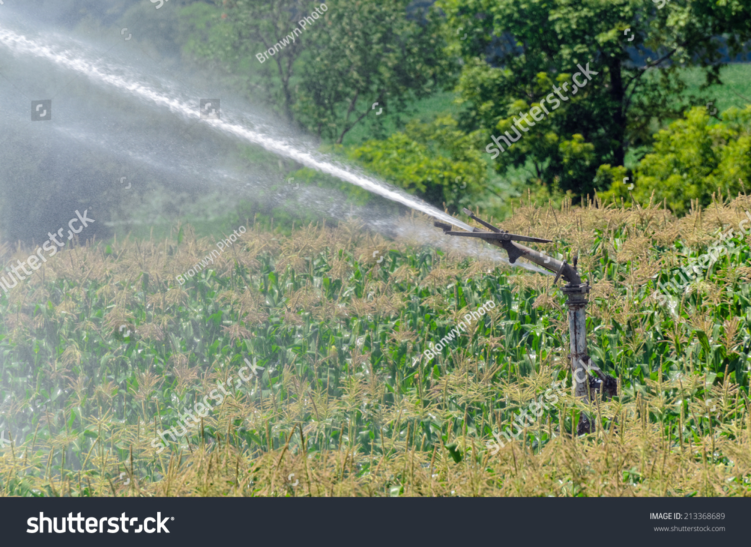 Watering Corn Stock Photo 213368689 : Shutterstock