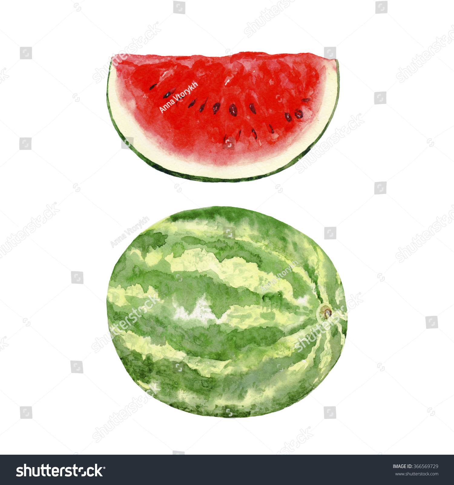 Watermelon Watercolor Painting On White Background Stock Illustration ...