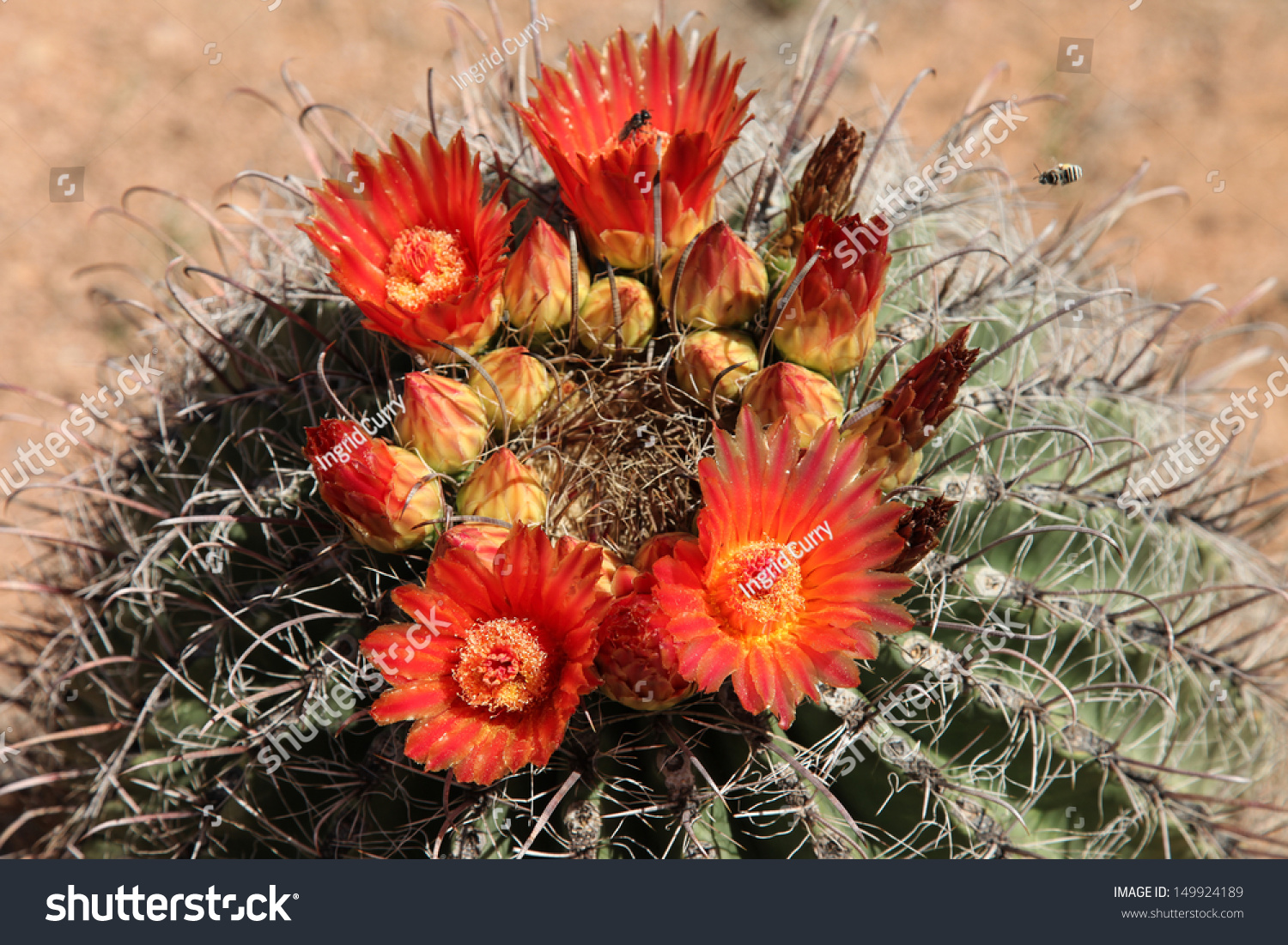 Waxy Orange Blooms And Buds On Native Barrel Cactus During Summer In ...