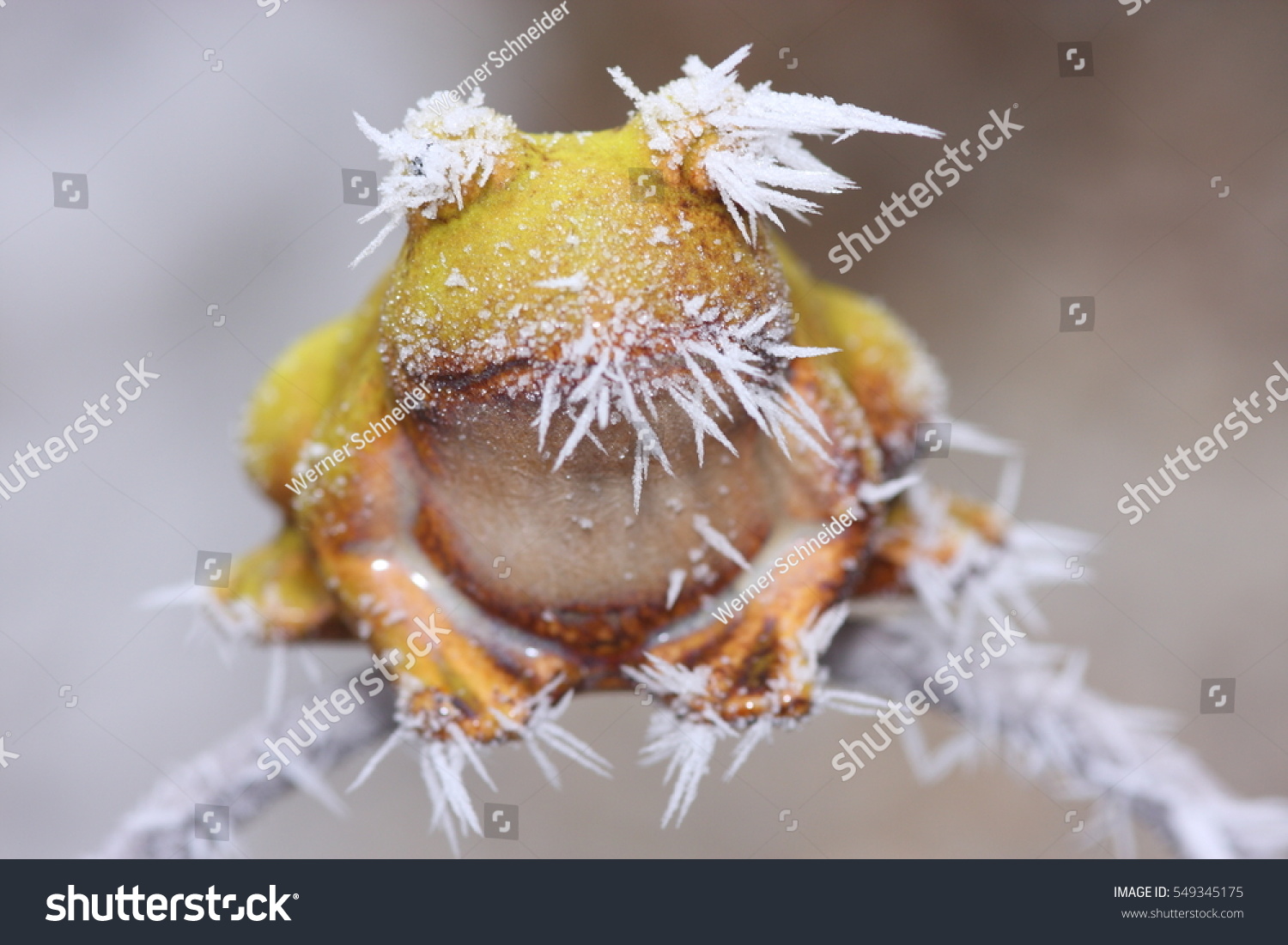 Weather Frog Winter Garden Royalty Free Stock Image