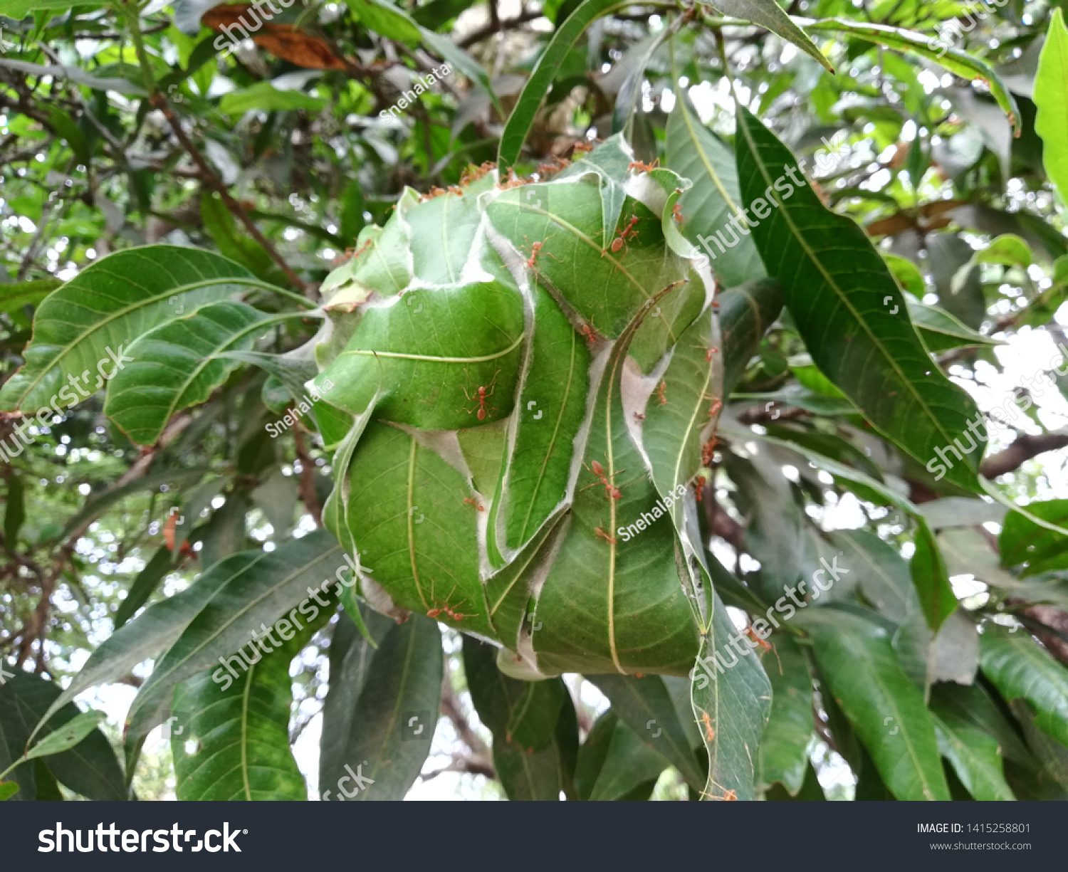 Weaver Ant Nest On Mango Tree Stock Photo 1415258801 | Shutterstock