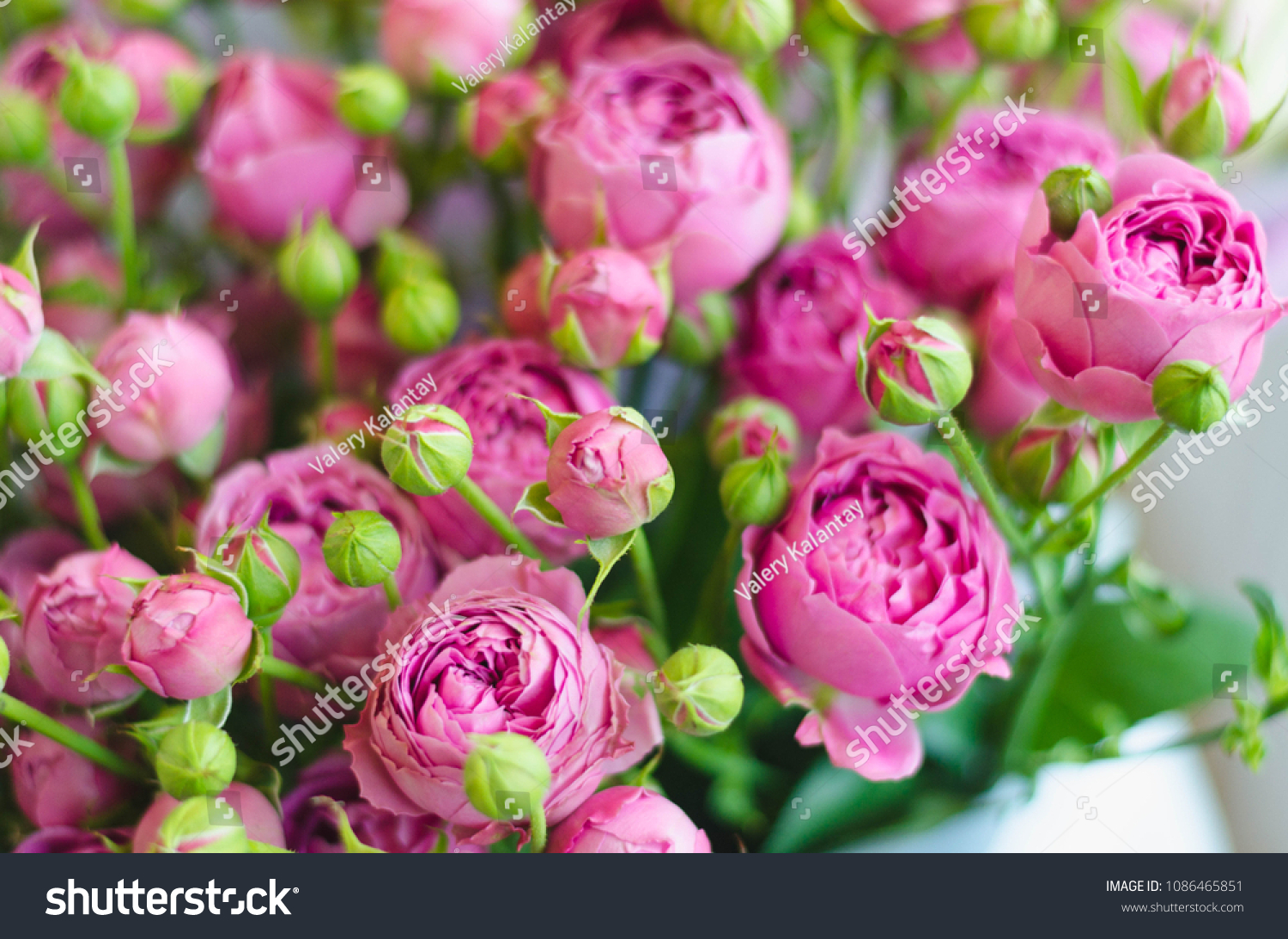 Wedding Bouquet Roses Pions Berries Greens Stock Photo Edit Now 1086465851