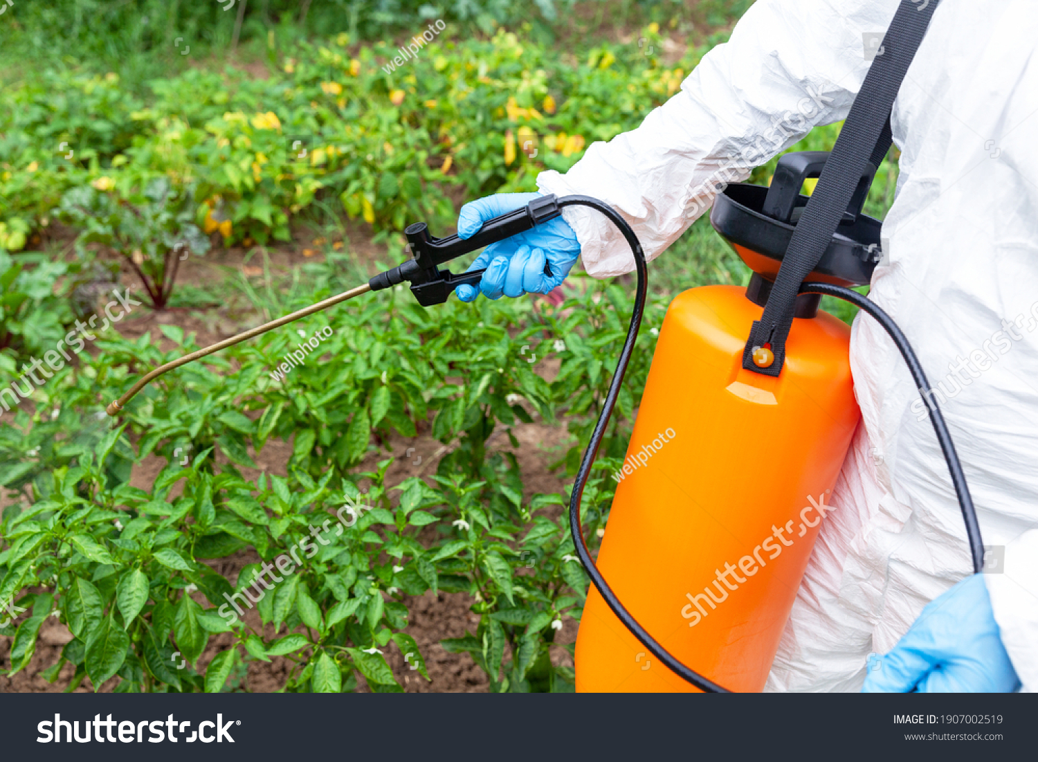 3,625 Herbicide treatment Images, Stock Photos & Vectors | Shutterstock