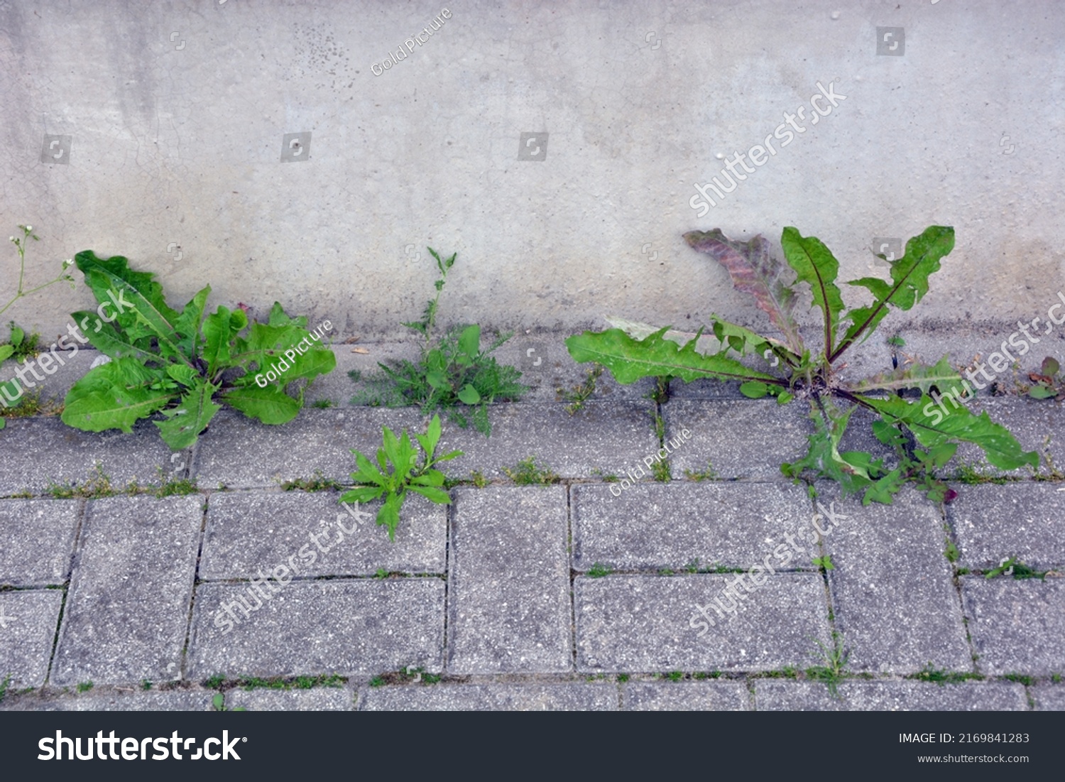 Weeds Growing Sidewalk Near Foundations Building Stock Photo 2169841283 ...