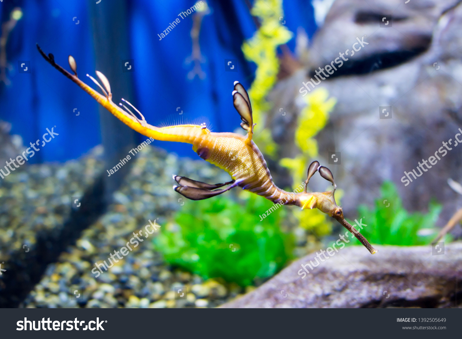 Weedy Sea Dragon Swimming Tank Stock Photo Edit Now 1392505649