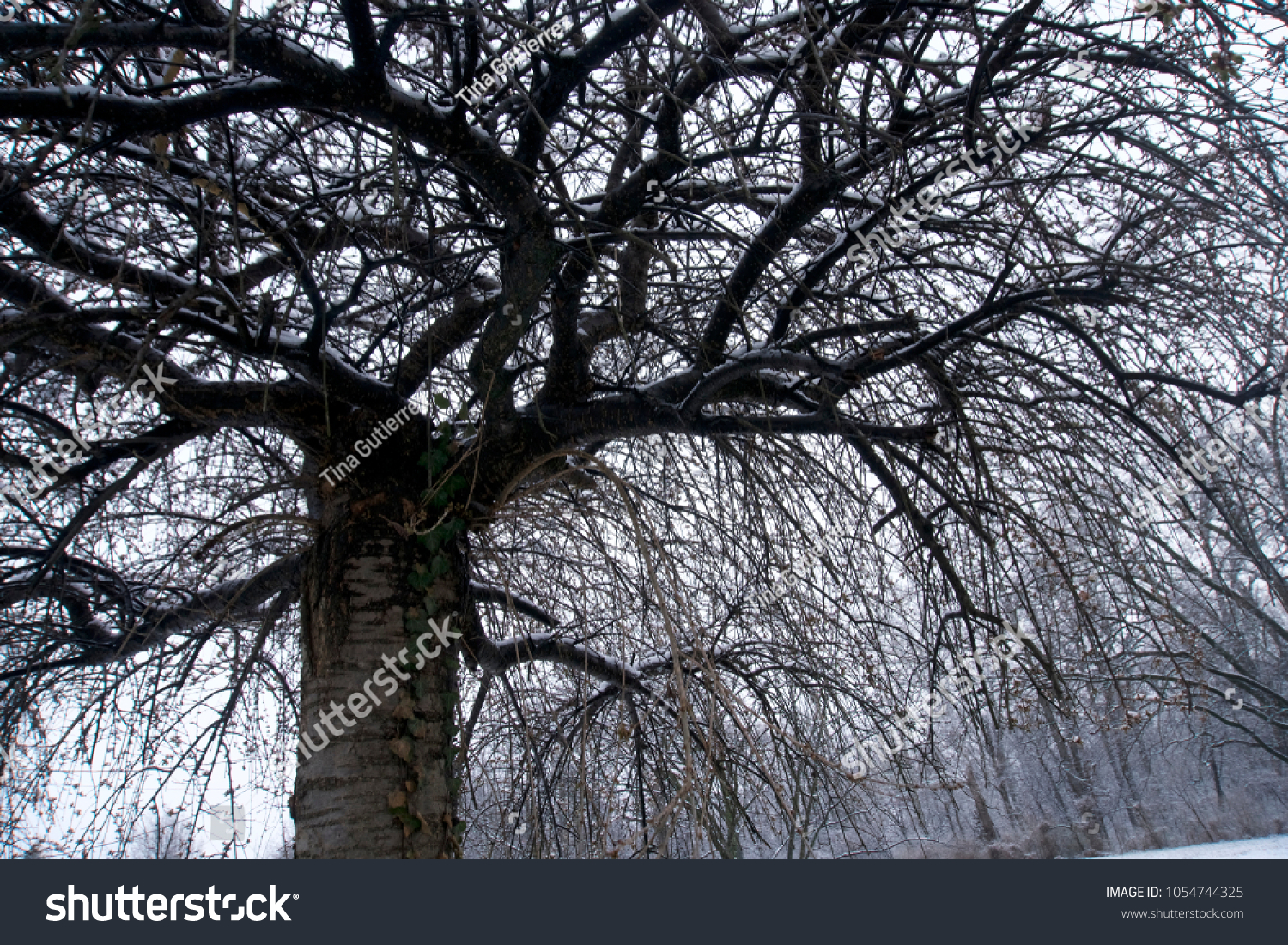 Weeping Cherry Tree Winter Snow Stock Photo Edit Now