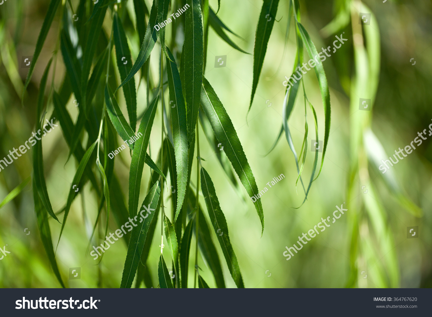 Weeping Willow Background Stock Photo 364767620 : Shutterstock