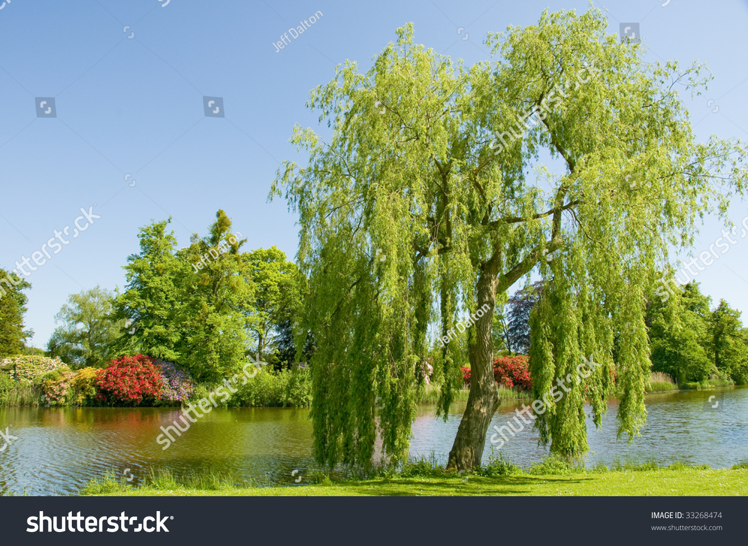 Weeping Willow Tree On Bank River Stock Photo (Edit Now) 33268474