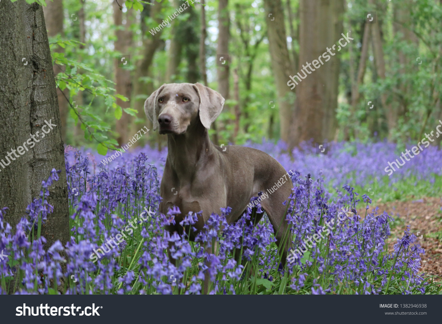 gun dog bells