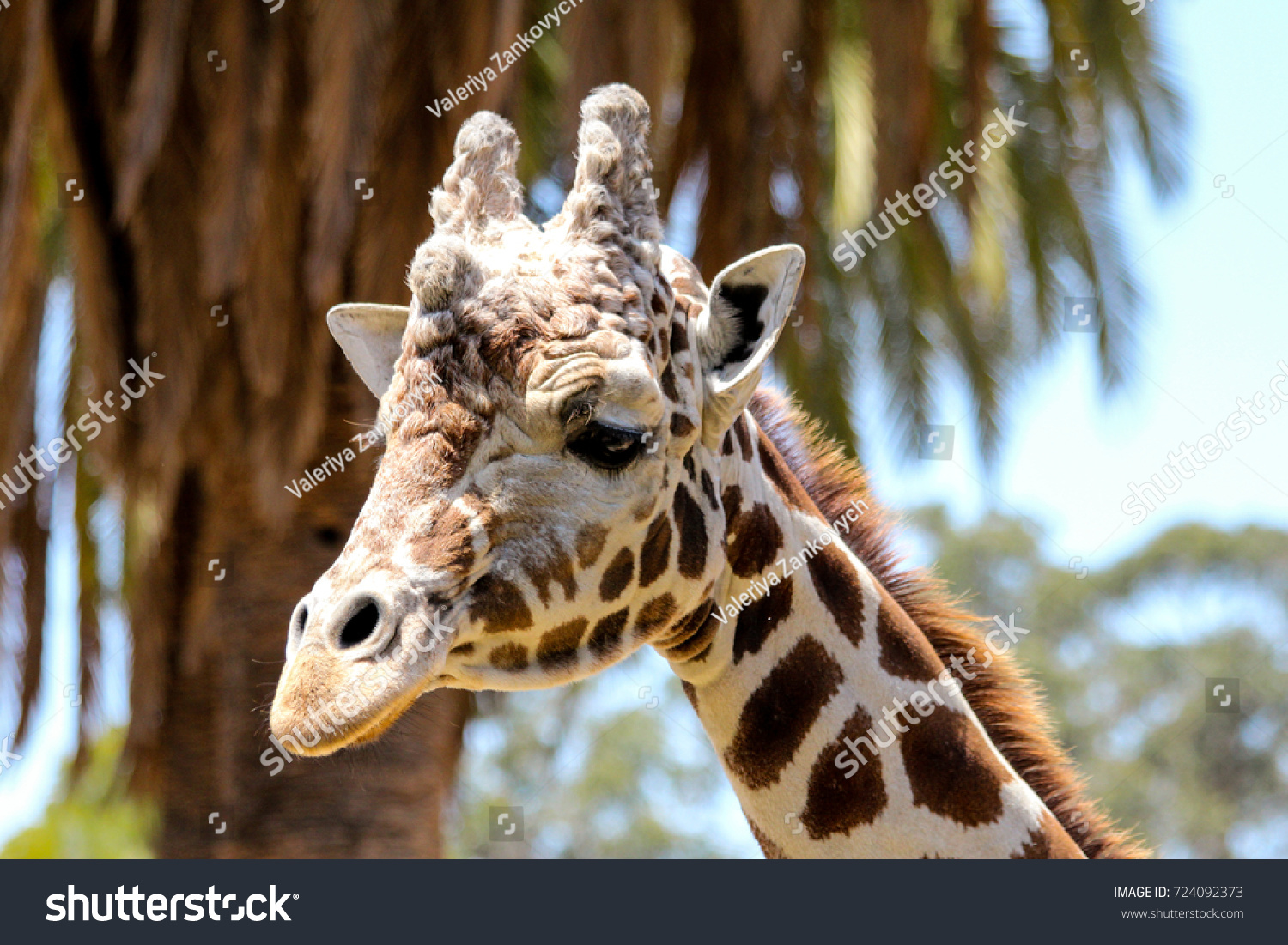 West African Giraffe Head Close Up West African Giraffe Head Close Up