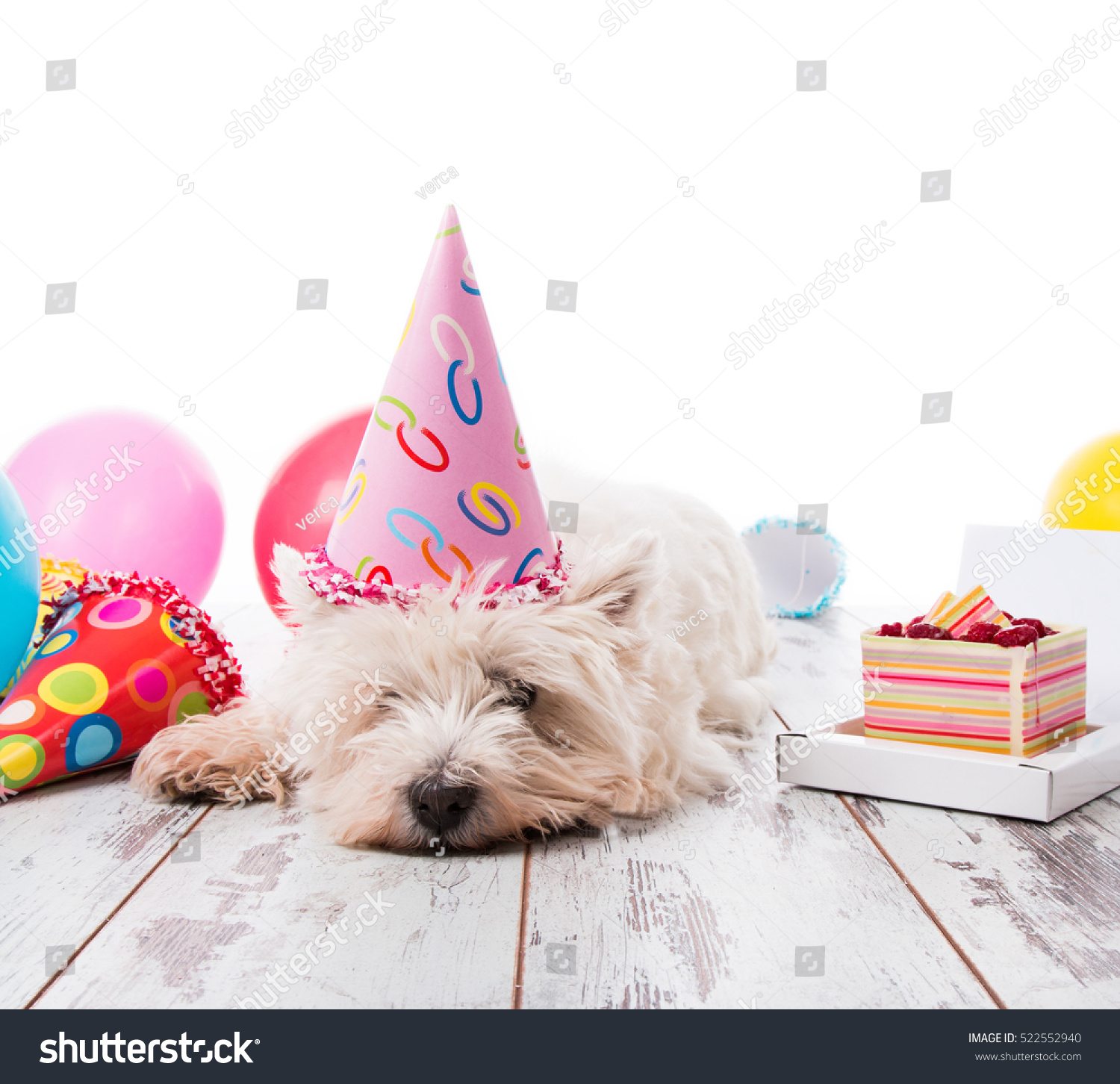 happy birthday terrier