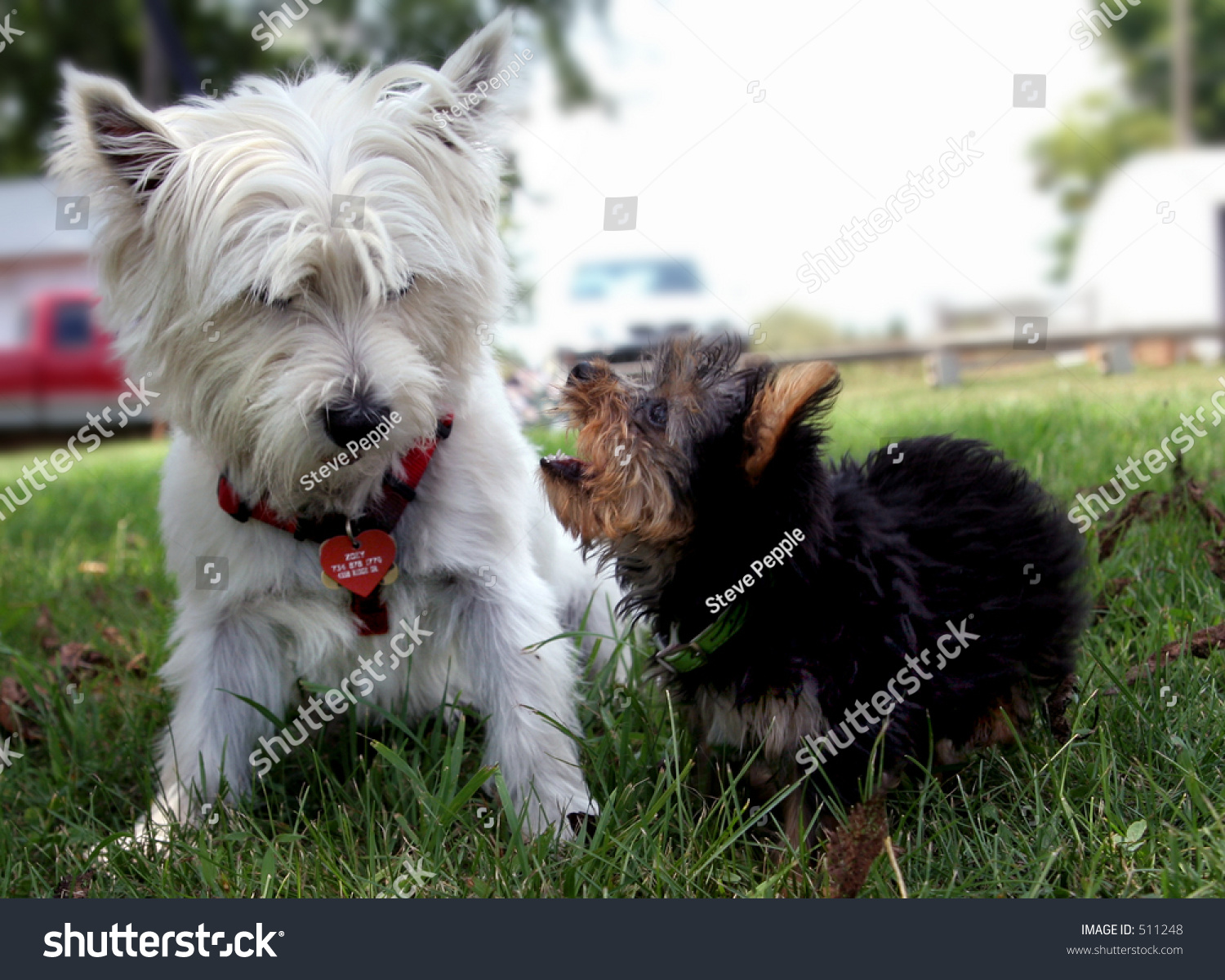 yorkshire terrier west highland white terrier