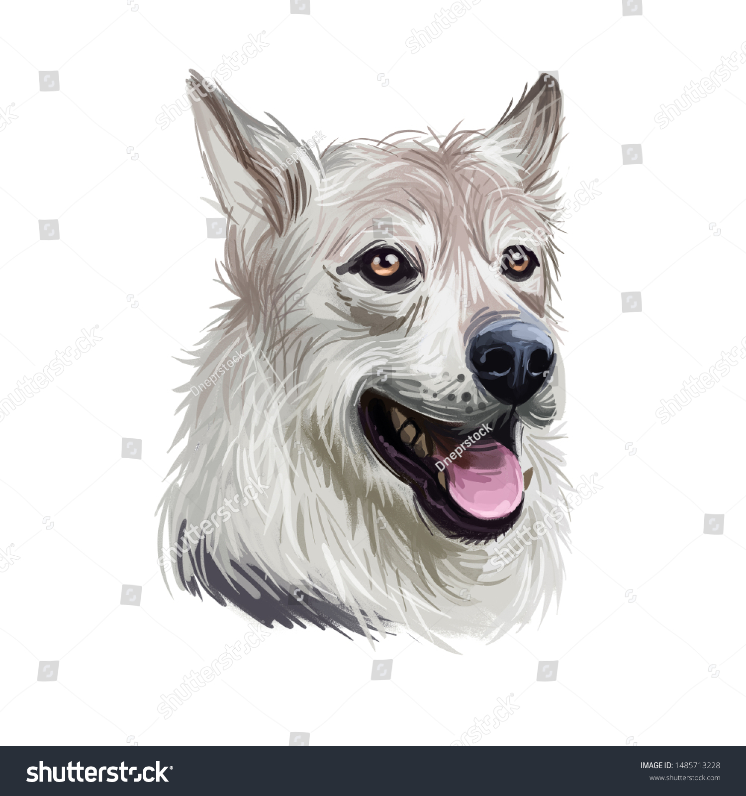 Stokovaya Illyustraciya West Siberian Laika Dog Breed Portrait 1485713228