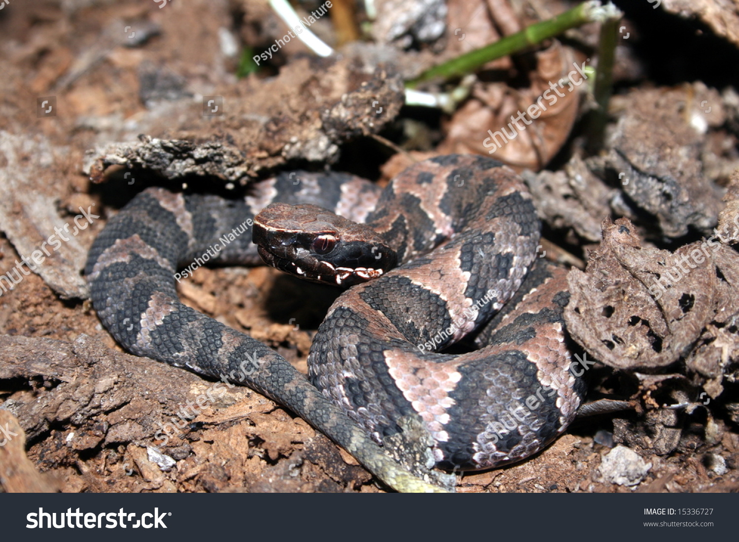 Western Cottonmouth Agkistrodon Piscivorus Leucostoma Stock Photo