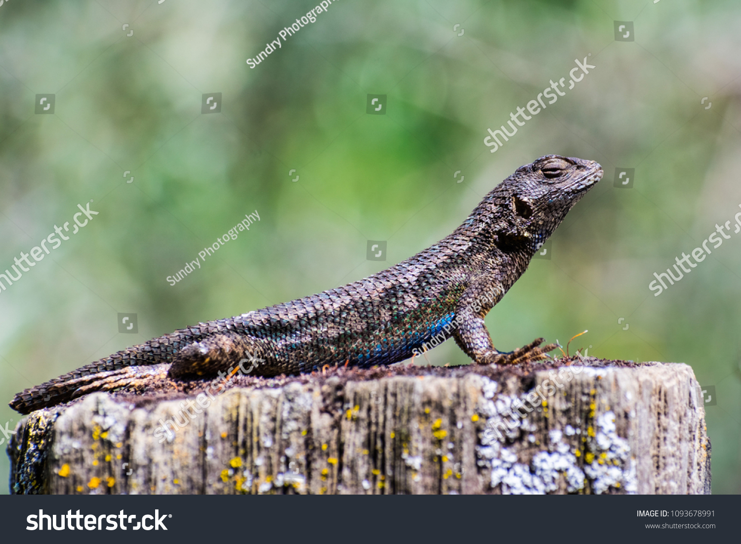 Western Fence Lizard Sceloporus Occidentalis Sitting Stock Photo (Edit ...