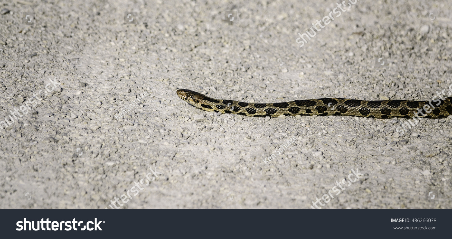 Western Fox Snake Binomial Name Pantherophis Stock Photo 486266038