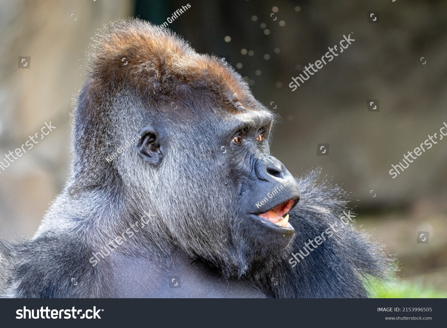 Western Lowland Gorilla Australian Zoo Gorilla Stock Photo 2153996505 ...