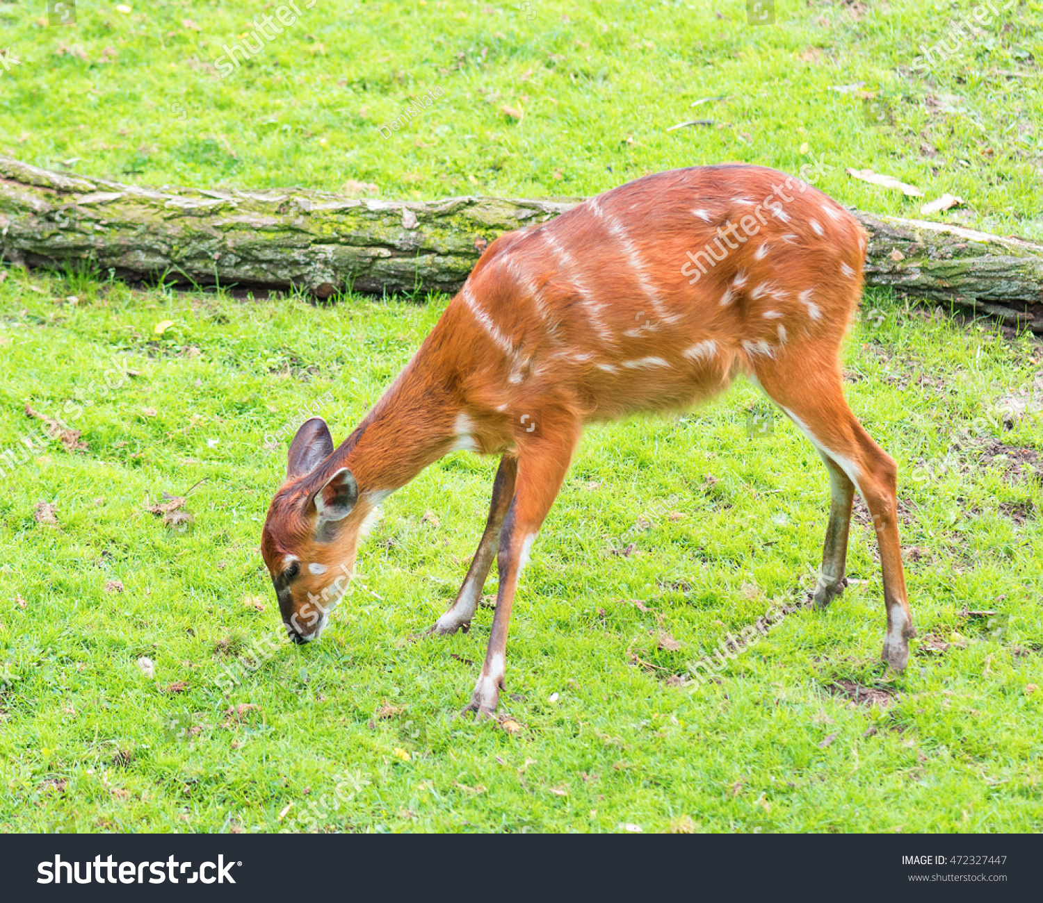 Western Sitatunga Tragelaphus Spekii Gratus Activity Stock Photo ...