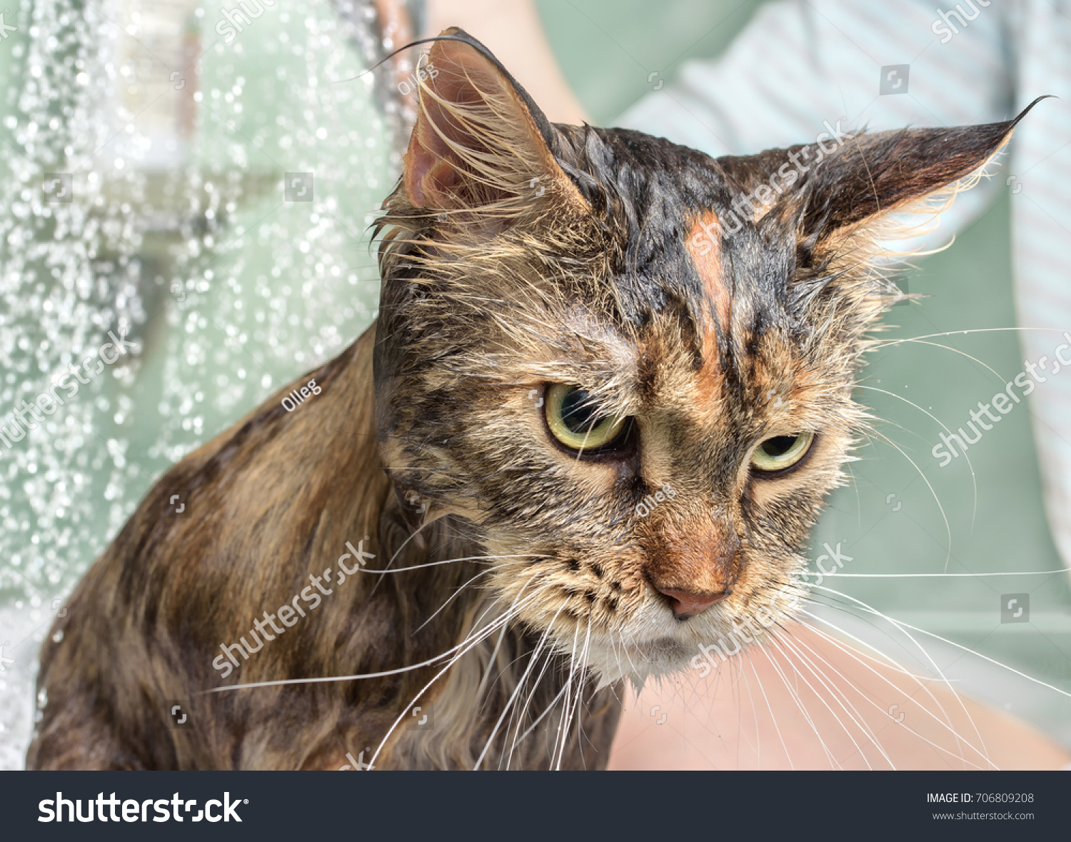 ВСЕ ПРОГРАММЫ ОТ АВТОРА BATHING CAT СКАЧАТЬ БЕСПЛАТНО ВСЕ ПРОГРАММЫ ОТ АВТОРА BATHING CAT СКАЧАТЬ БЕСПЛАТНО