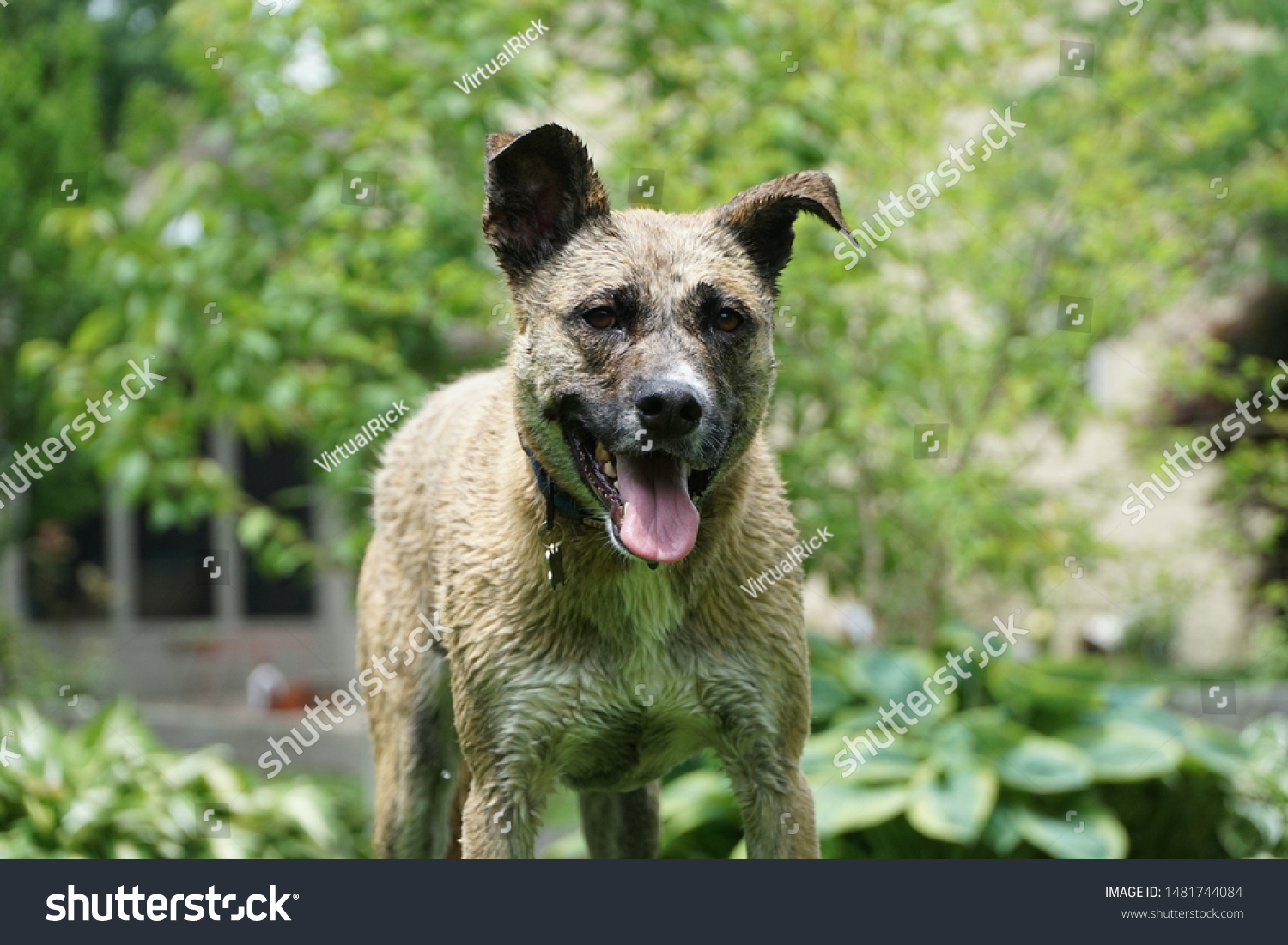 wet dog sprinkler