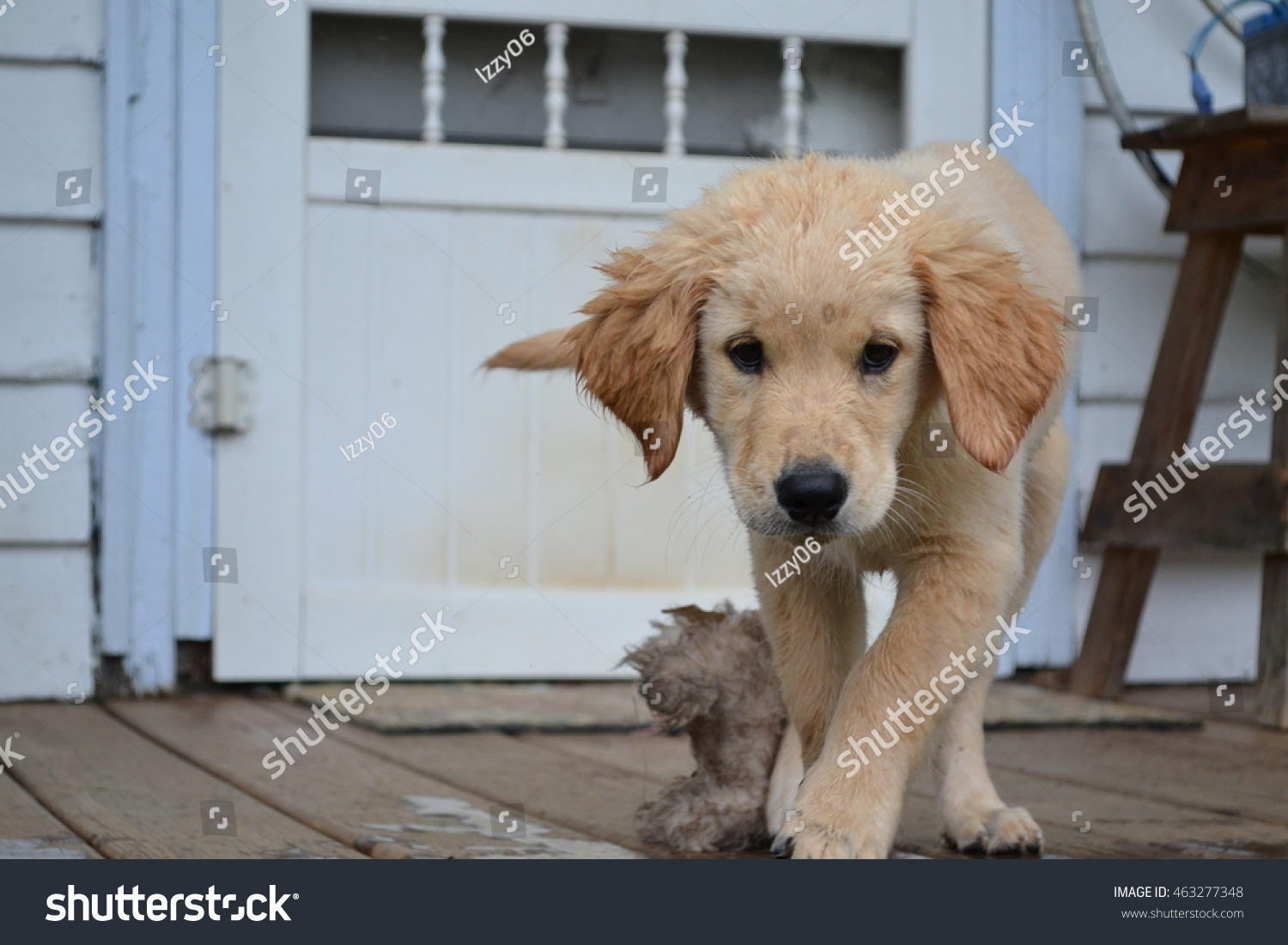 wet golden retriever puppy