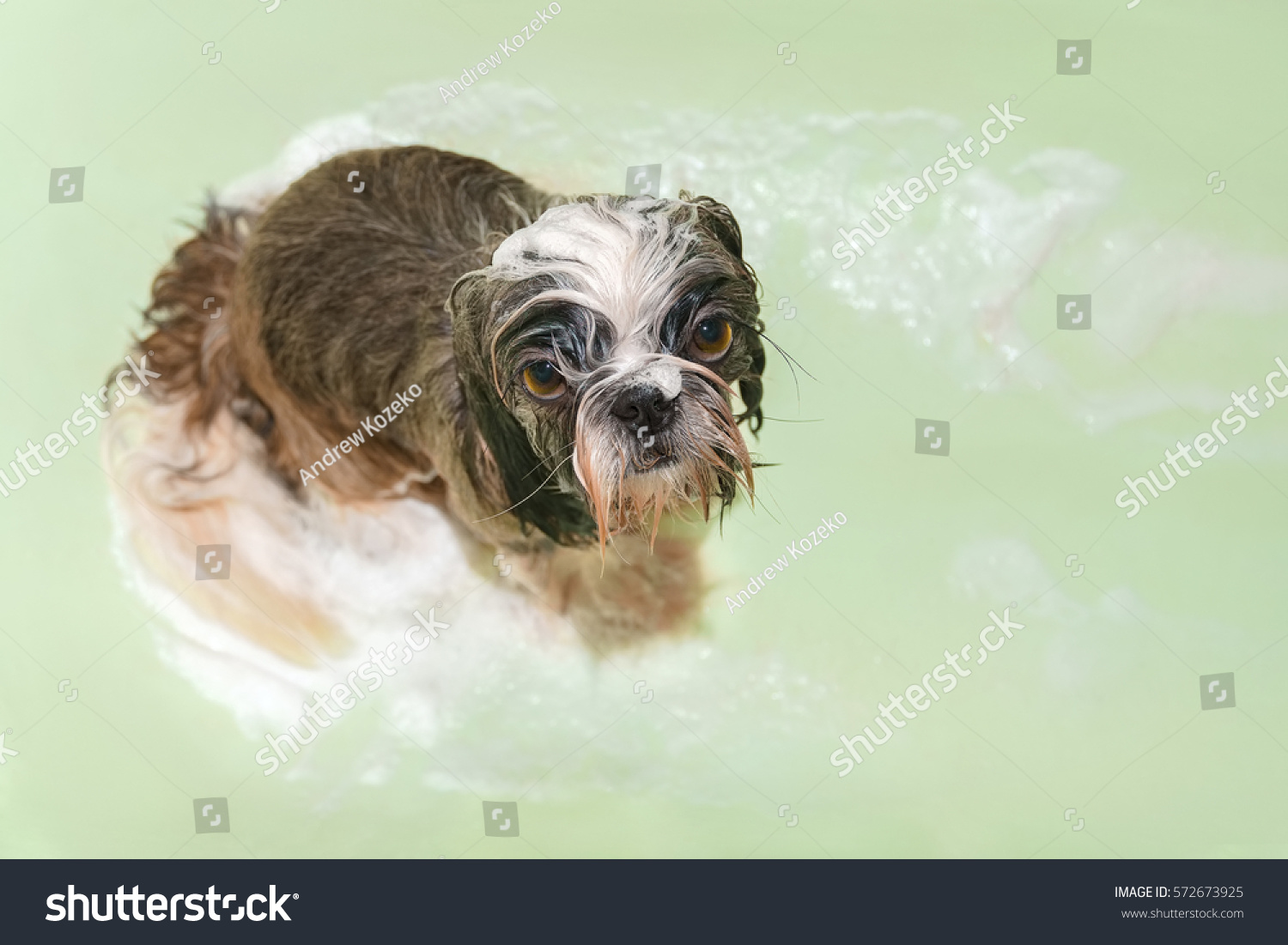 Wet Shih Tzu Bath Stock Photo (Edit Now 