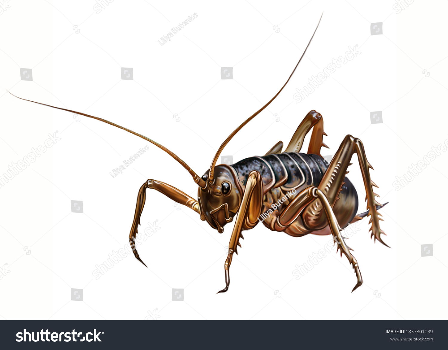 Weta Deinacrida Heteracantha Realistic Drawing Illustration Stock ...