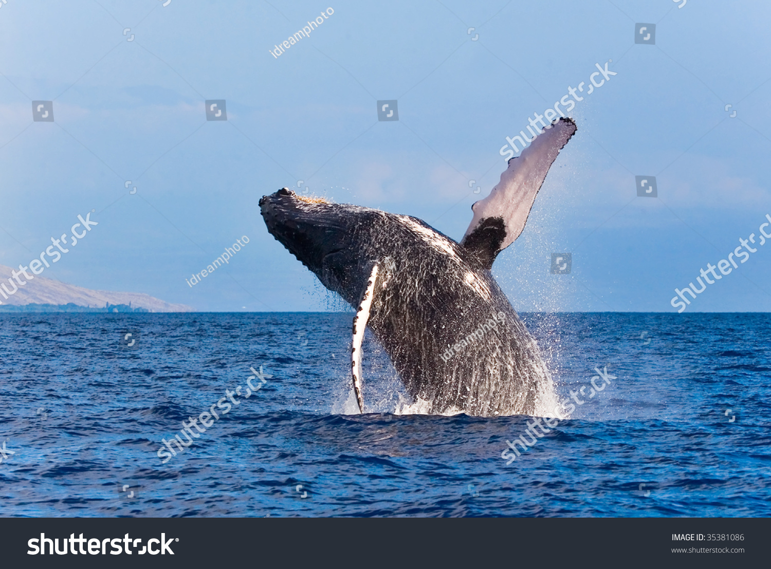 Whale Breaching Out Water Splashing Maui Stock Photo ...