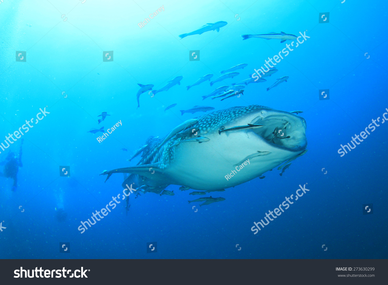  Teal Classic  Template Design Featuring Whale Shark Underwater