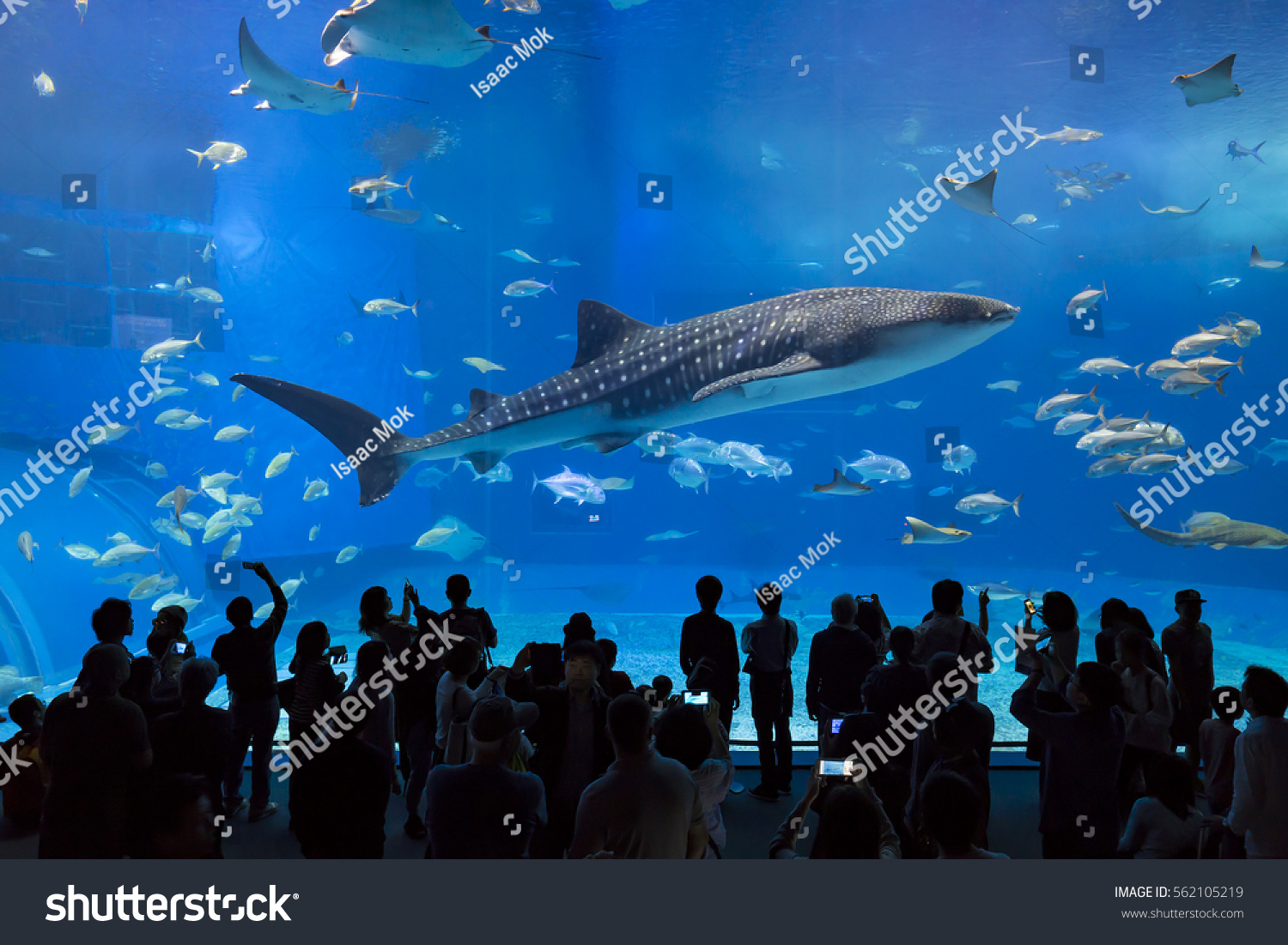 Whale Sharks Swimming Okinawa Churaumi Aquarium Animals Wildlife