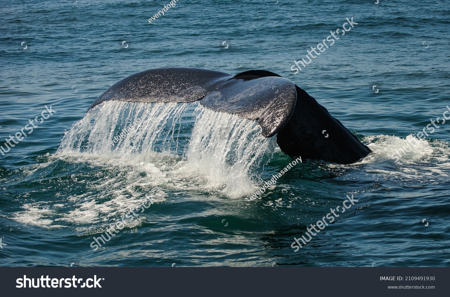 Whale Tail Splashing Pacific Ocean Stock Photo 2109491930 | Shutterstock