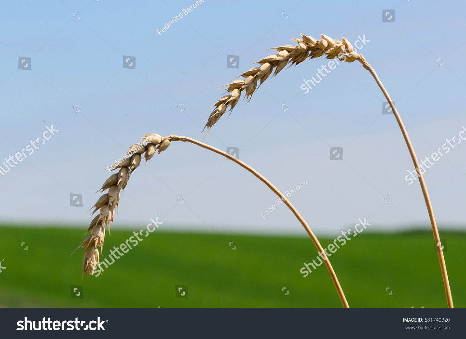 stock-photo-wheat-ears-leaning-under-the