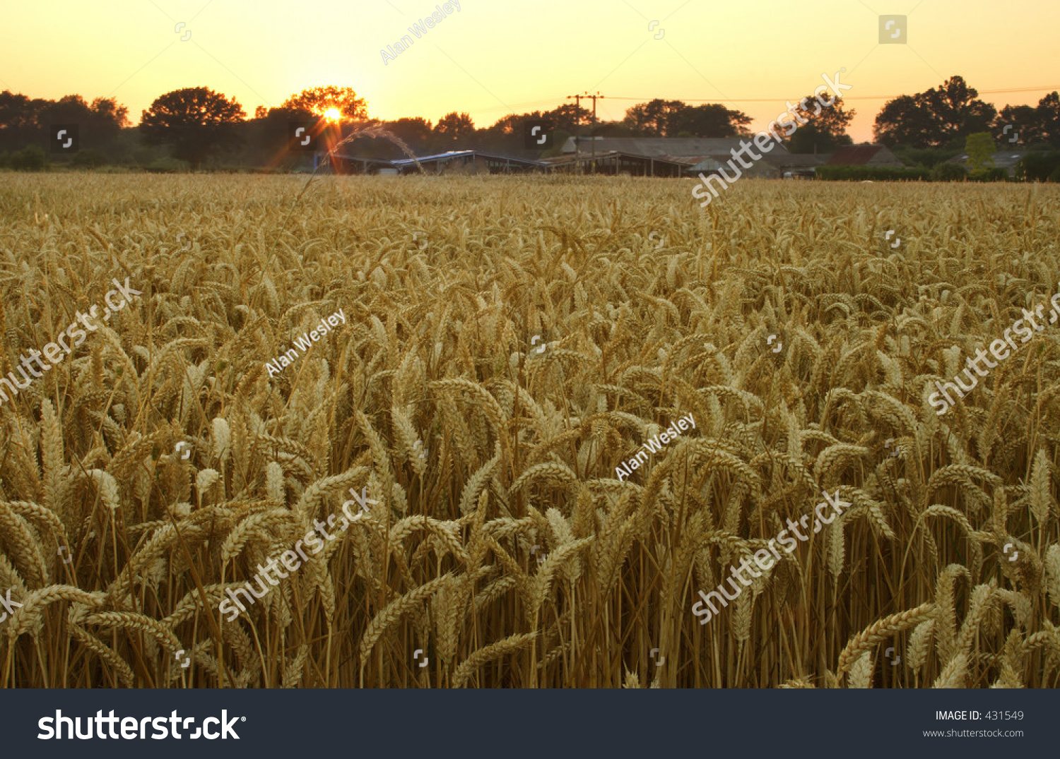 Wheat Field At Dusk In Kent, England Stock Photo 431549 : Shutterstock