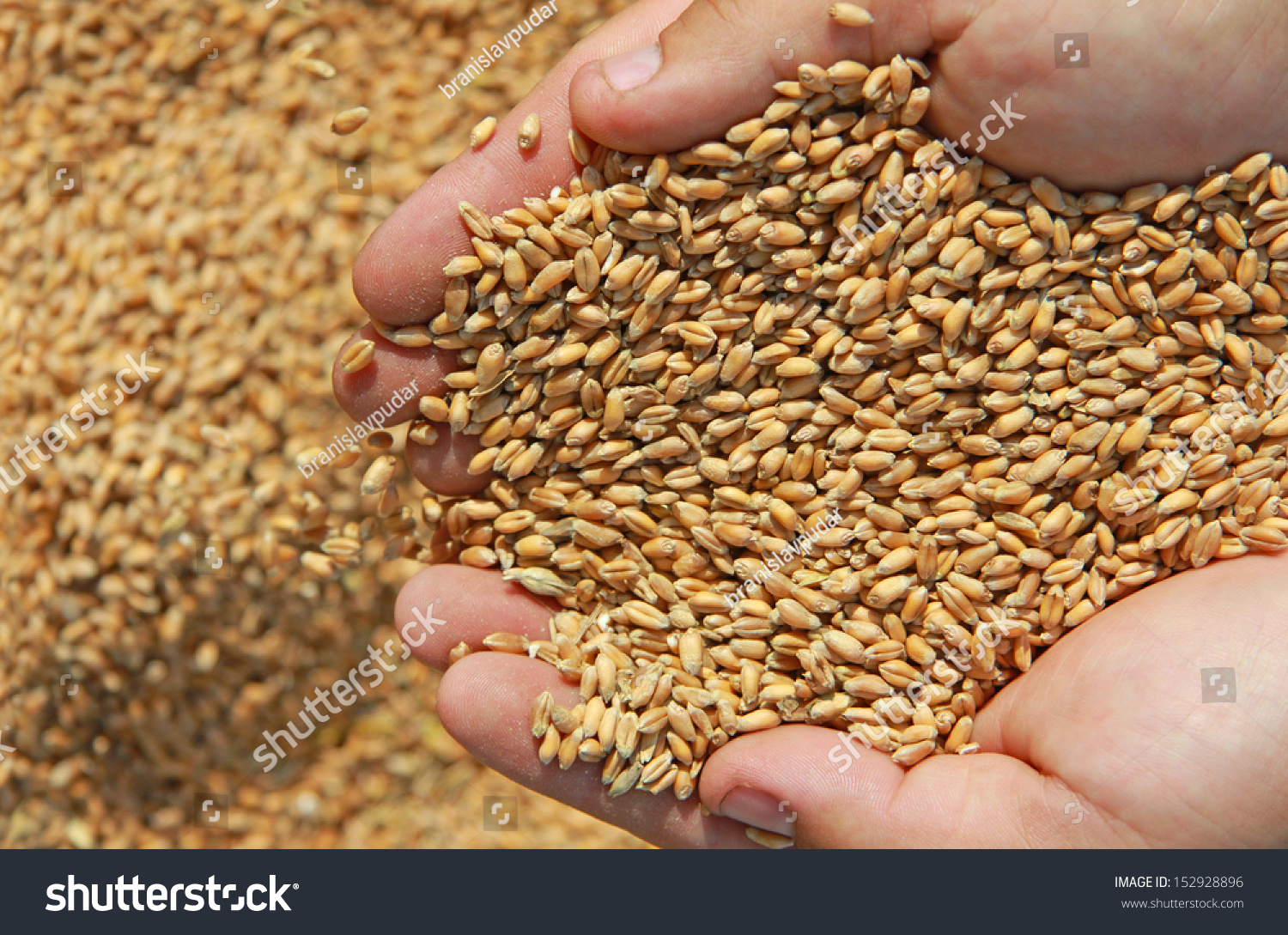 Wheat In A Hand - Good Harvest Stock Photo 152928896 : Shutterstock