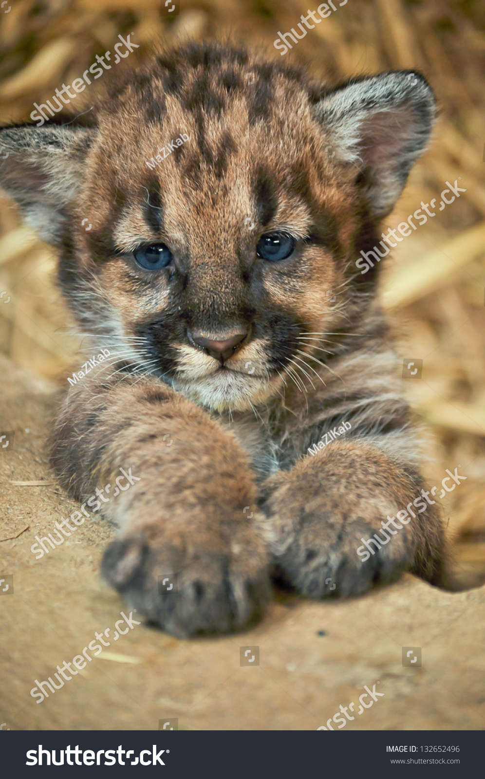 When Cougars Born They Have Spots Stock Photo 132652496 - Shutterstock