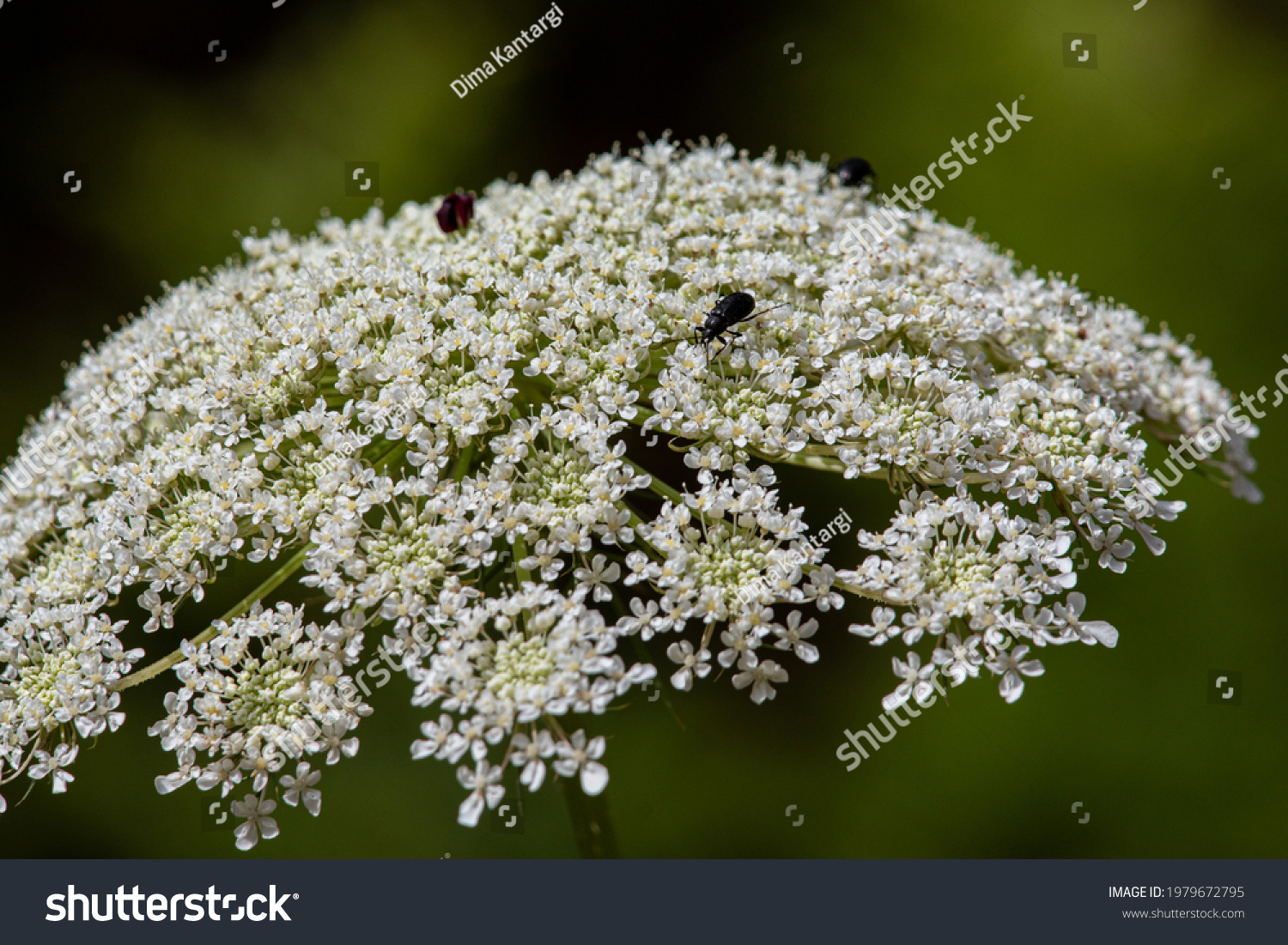 White Ajwain Flower Close Stock Photo 1979672795 Shutterstock