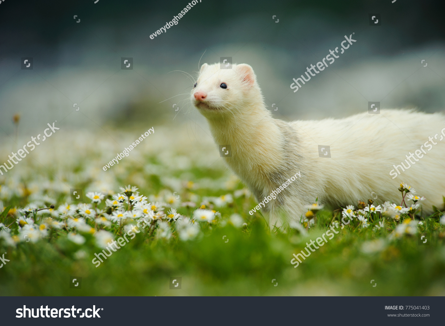 albino ferret