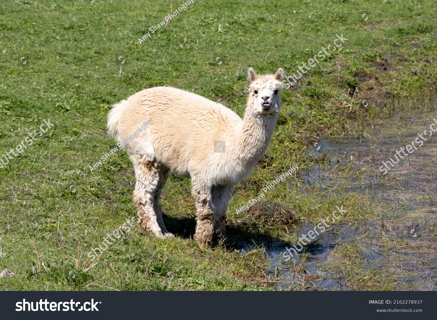 White Alpaca Sticking Her Tongue Out Stock Photo 2162278937 | Shutterstock