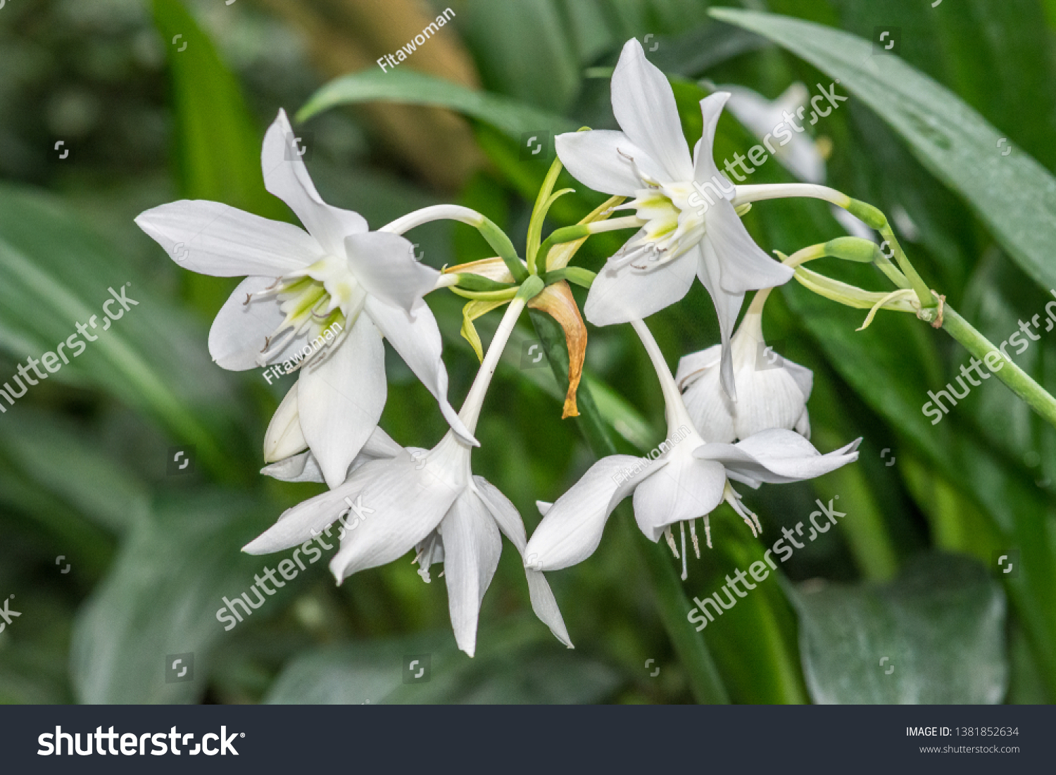 White Amazon Lily Eucharis X Grandiflora Stock Photo Edit Now
