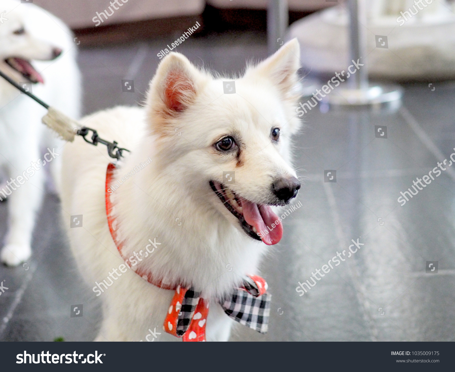 White Beautiful Japanese Spitz Dog Breed Stock Photo Edit Now