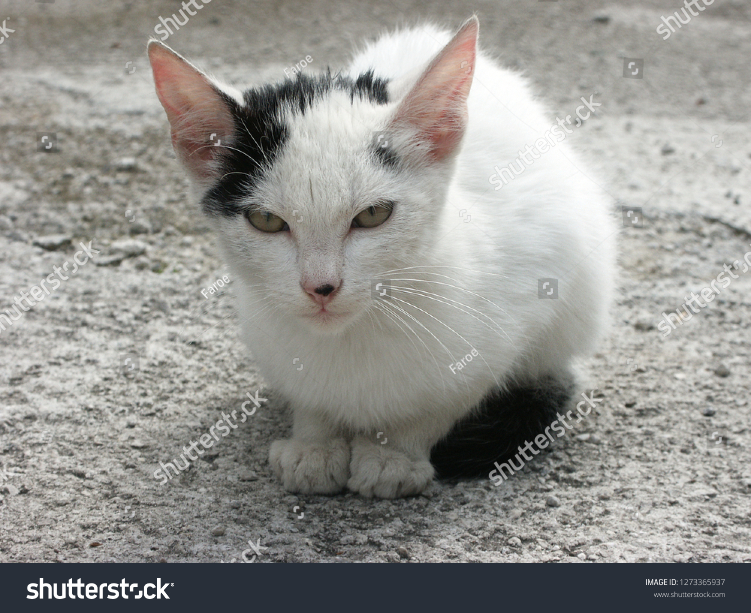 black spotted cat