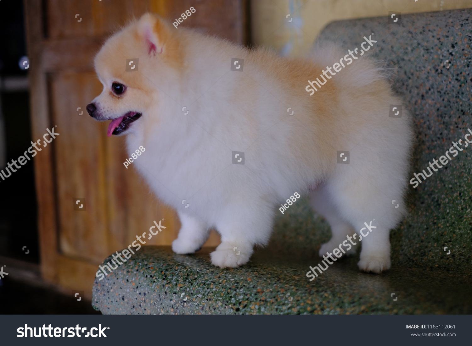 White Brown Pom Pom Pomeranian Dog Stock Photo Edit Now