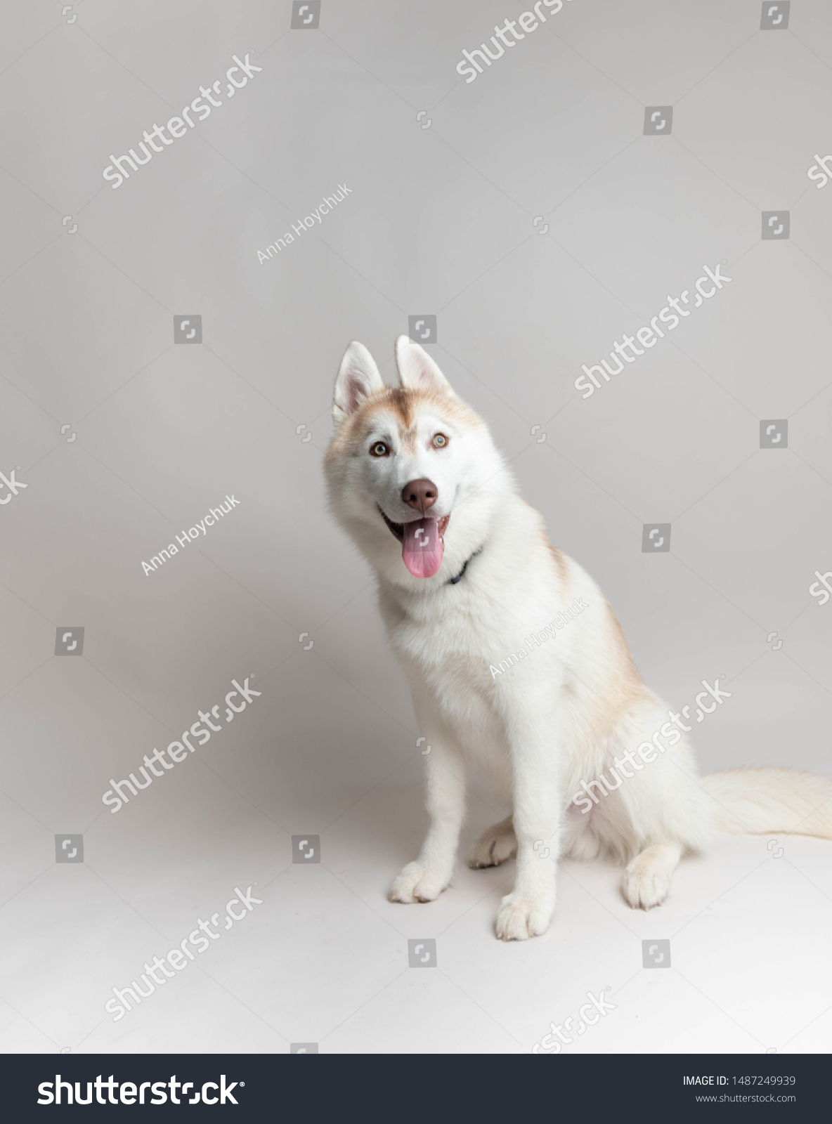 White Copper Colored Siberian Husky Puppy の写真素材 今すぐ編集