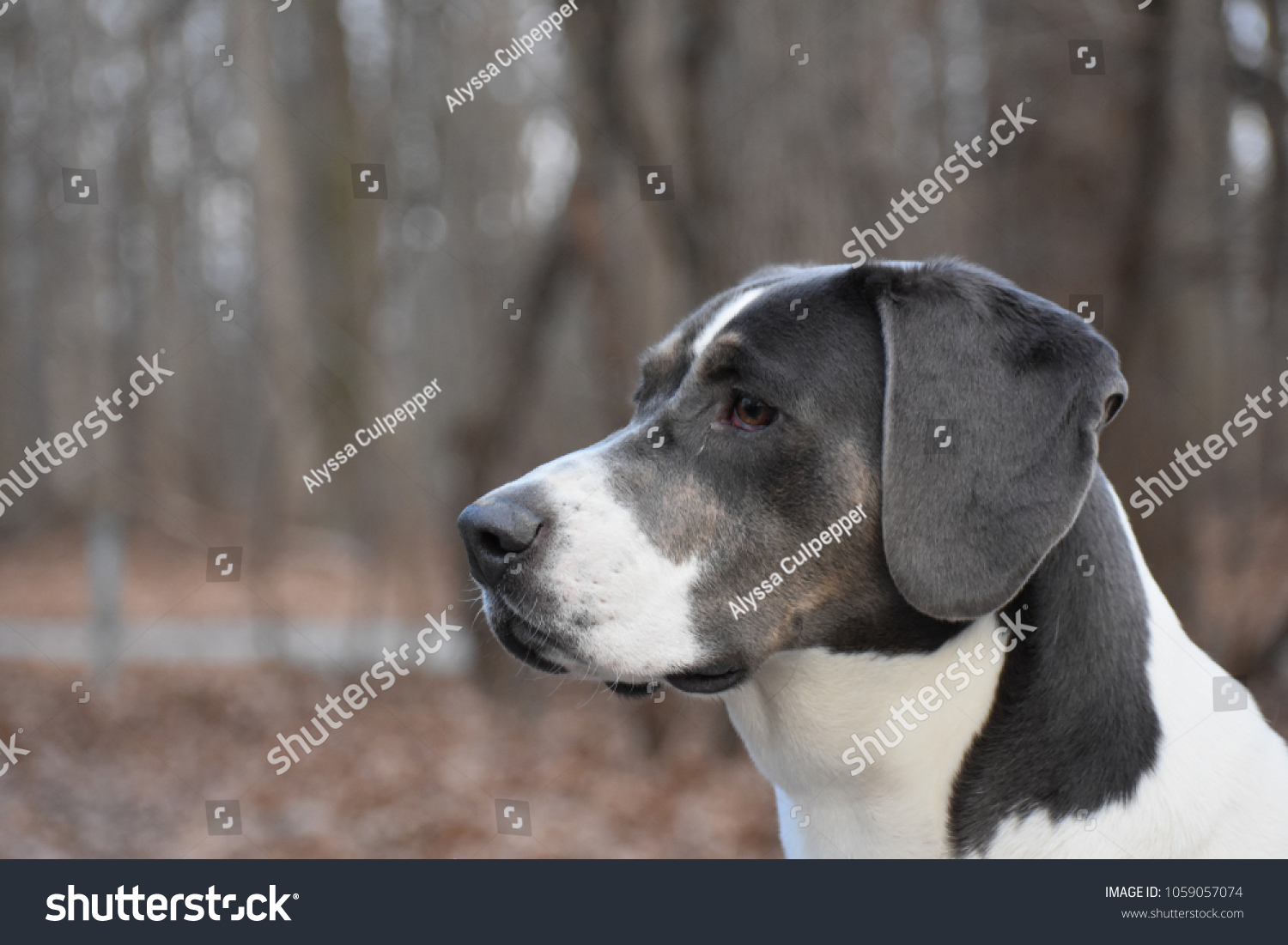 foxhound terrier mix