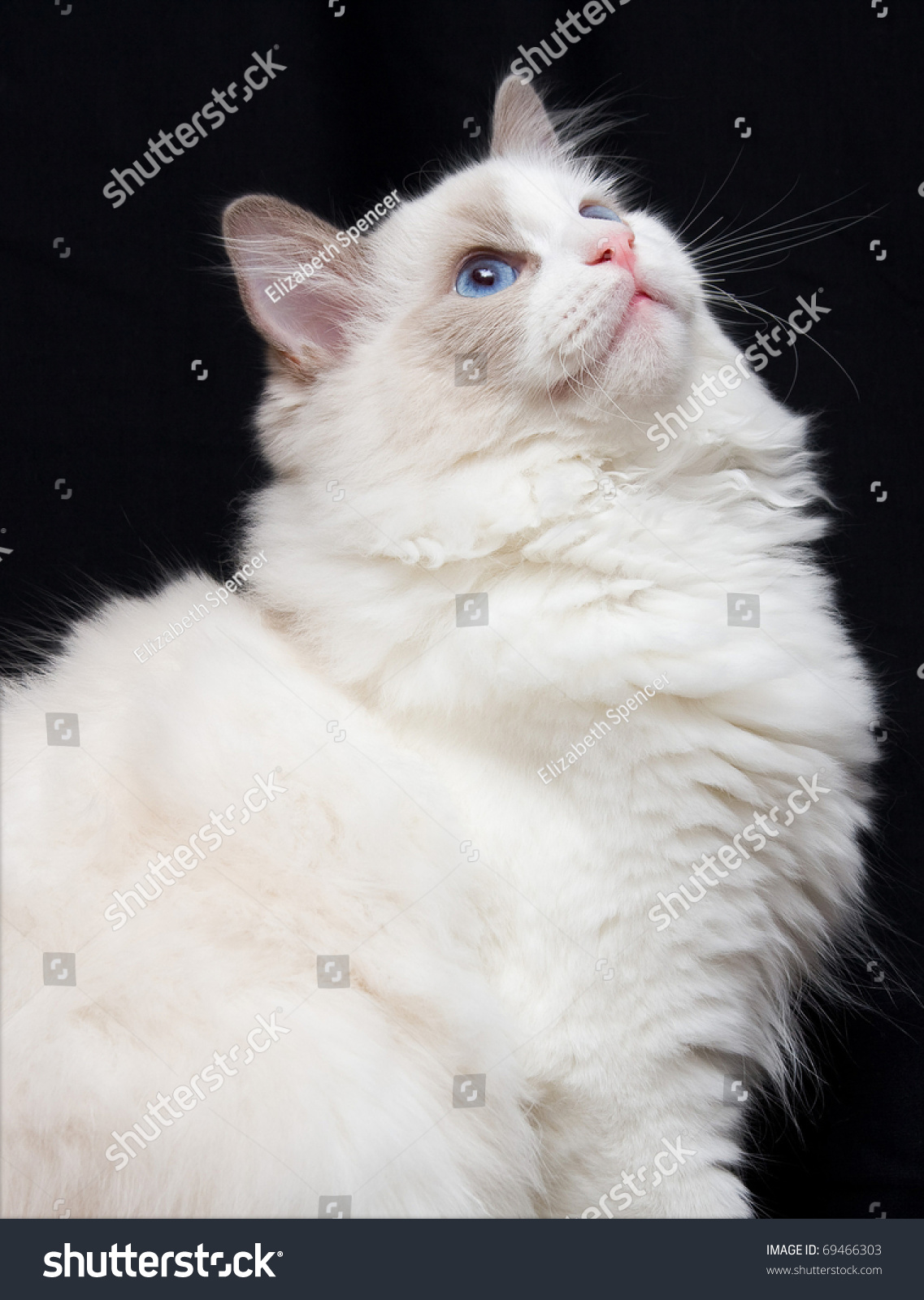 White Gray Ragdoll Cat Gorgeous Blue Stock Photo 69466303 ...