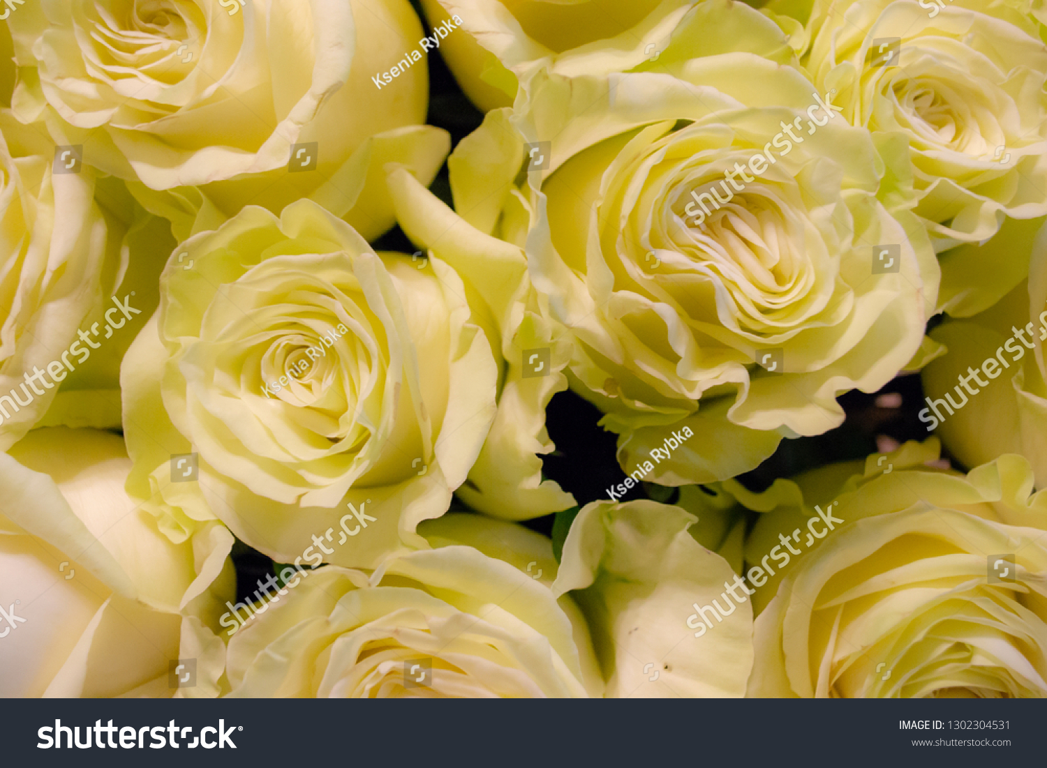 White Pink Roses Flower Bouquet Stock Photo 1302304531 