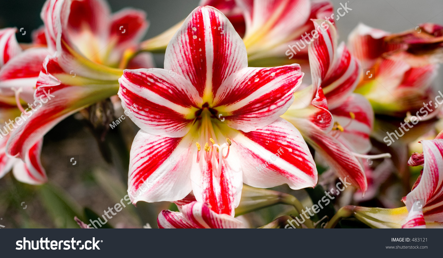 White Red Lilies Stock Photo 483121 - Shutterstock